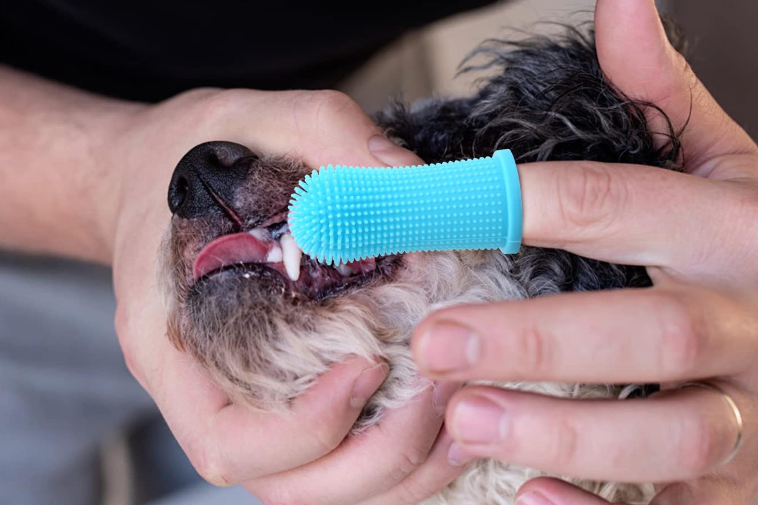 Dental Care