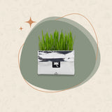 Cat Grass Growing Kit