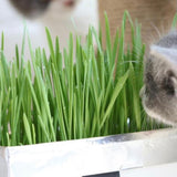 Cat Grass Growing Kit