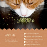 Stalkless Cat Nip