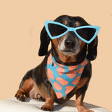 Dog Sunnies