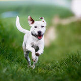 Puppy Tennis Balls