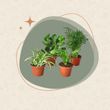 Pet Friendly Plant - Variety Bundle